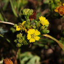 Image of <i>Hemizonia fasciculata</i>