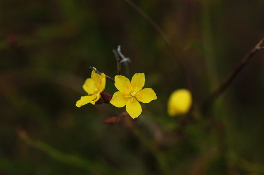 Image of <i>Helianthemum scoparium</i>