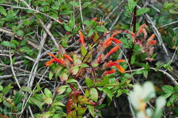 Image of heartleaf keckiella