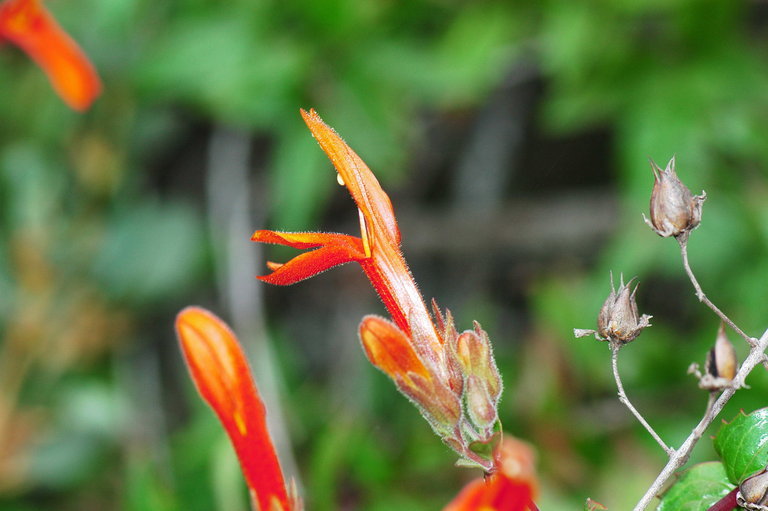 Image of heartleaf keckiella