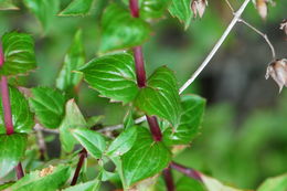 Image of heartleaf keckiella