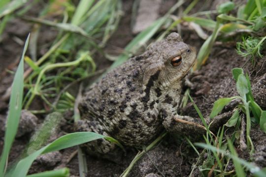 Image of Common Toad