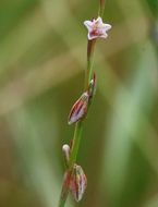 Image de Polygonum douglasii Greene