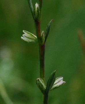 Image de <i>Polygonum douglasii</i> ssp. <i>johnstonii</i>