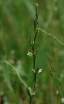 Image of Johnston's knotweed