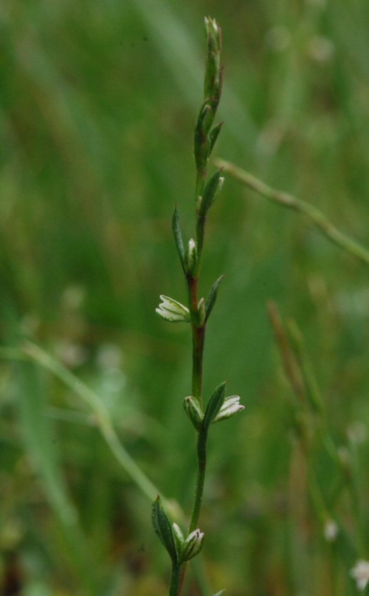 Image de Polygonum sawatchense subsp. sawatchense