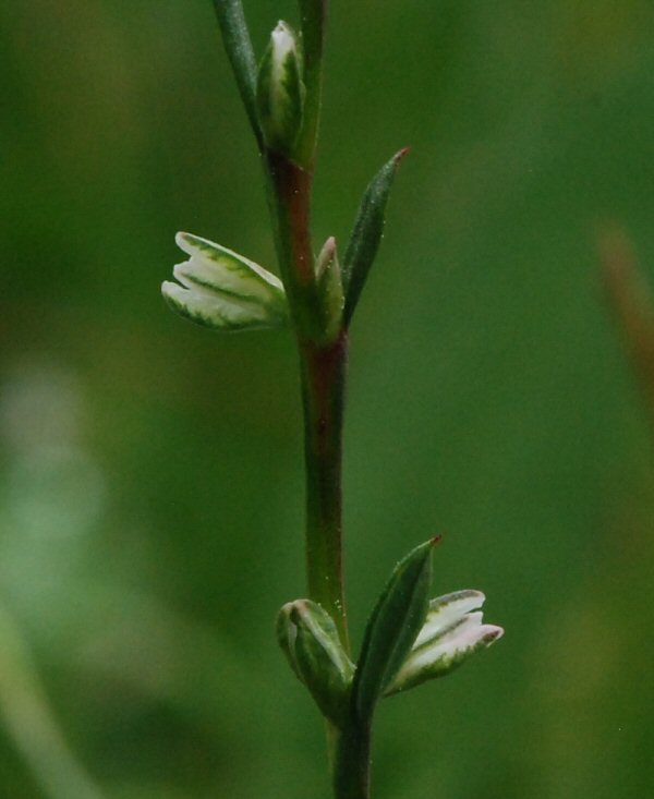 Image of Johnston's knotweed