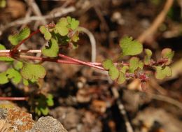 Image of woodland pterostegia