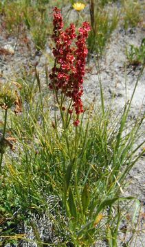 Image of alpine sheep sorrel