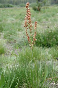 Image of alpine sheep sorrel