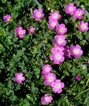 Image of fringed redmaids