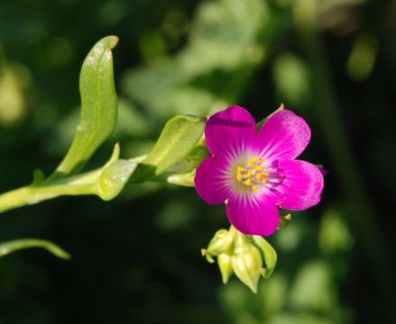 Plancia ëd Calandrinia ciliata (Ruiz & Pavon) DC.