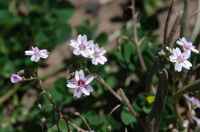 Image of gypsum springbeauty