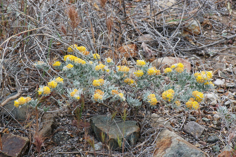 Image of <i>Acmispon argophyllus</i> var. <i>niveus</i>