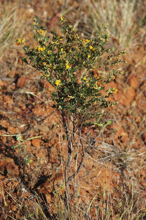 Image of <i>Acmispon <i>dendroideus</i></i> var. dendroideus