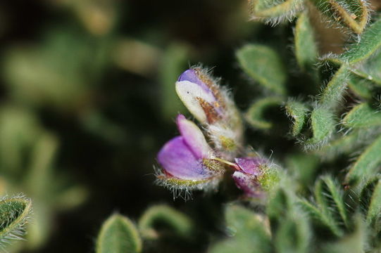 Plancia ëd Lupinus concinnus J. Agardh