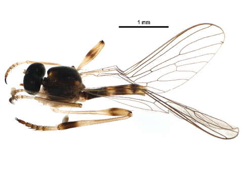 Image of Leptogaster