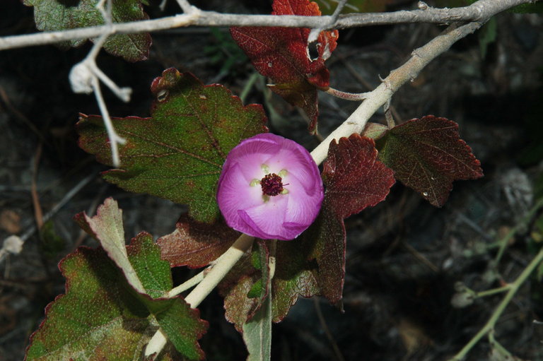 Image of <i>Malacothamnus fasciculatus</i> var. <i>nesioticus</i>