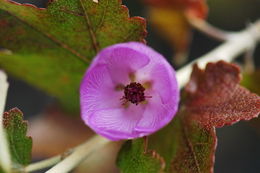 Image of <i>Malacothamnus fasciculatus</i> var. <i>nesioticus</i>