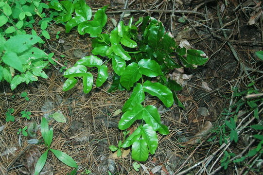 Image of <i>Berberis pinnata</i> ssp. <i>insularis</i>