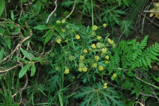 Image of sharptooth blacksnakeroot