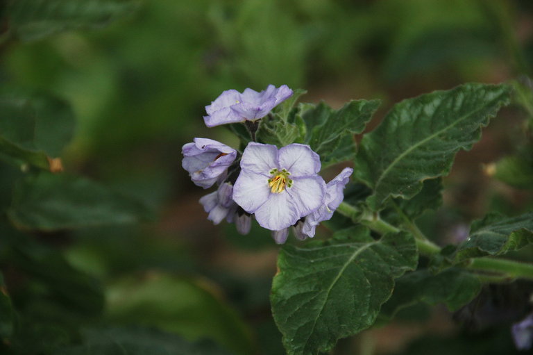 Image of Catalina nightshade