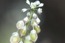 Image of mountain fringepod