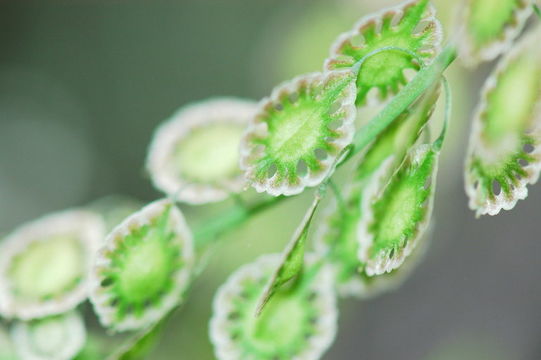 Image of mountain fringepod