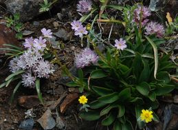 Слика од Allium yosemitense Eastw.