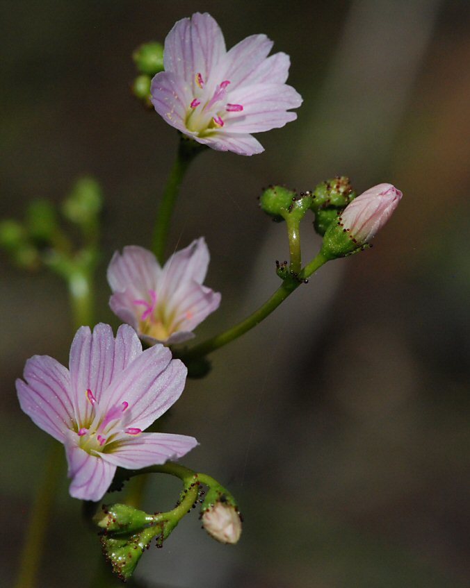 Image of Congdon's lewisia