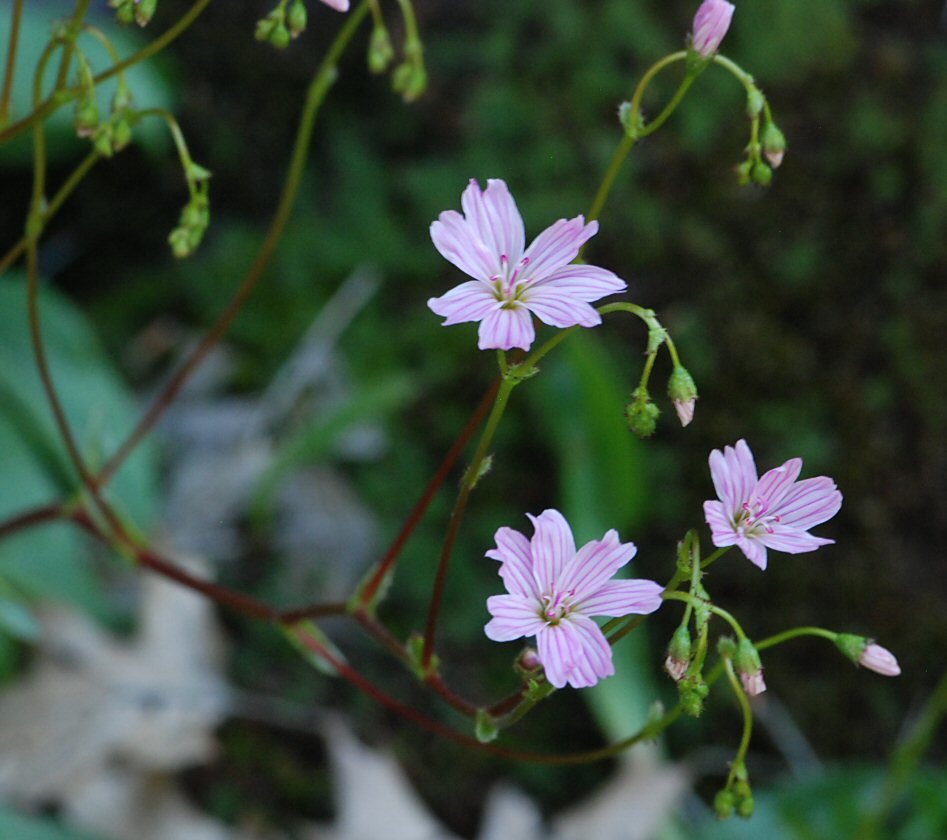 Image of Congdon's lewisia