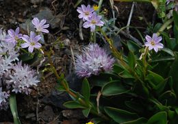 Image of Congdon's lewisia