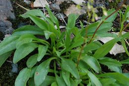 Image of Congdon's lewisia