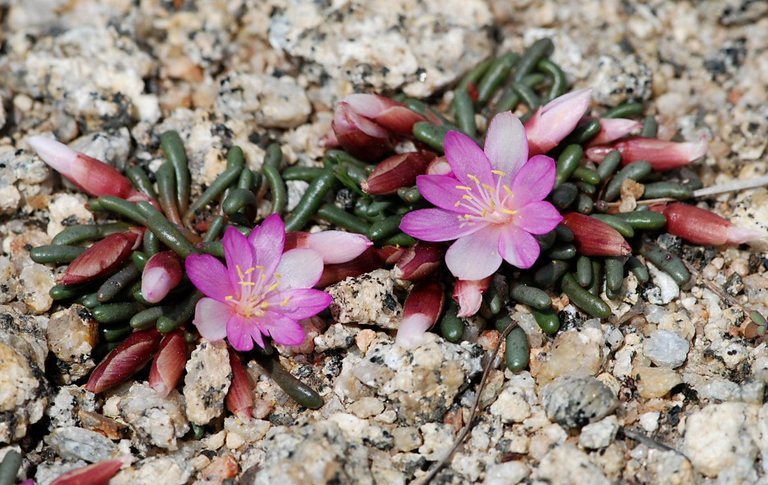 Image of Yosemite bitterroot