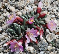 Image of Yosemite bitterroot