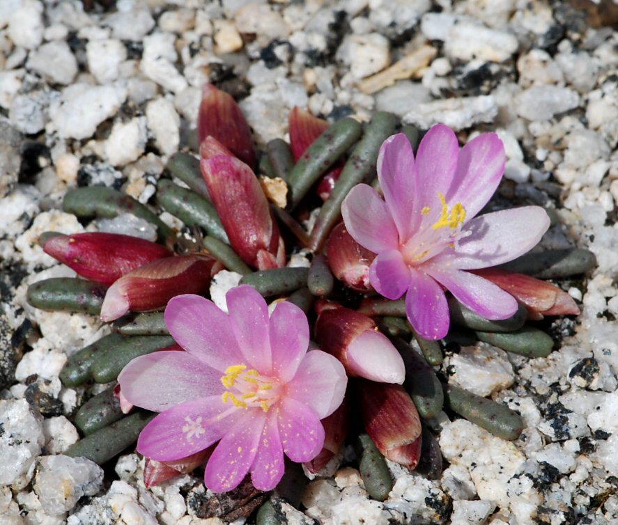 Image of Yosemite bitterroot