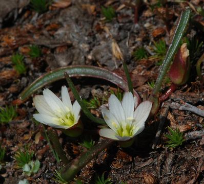 Image of Nevada lewisia