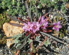 Image of alpine lewisia