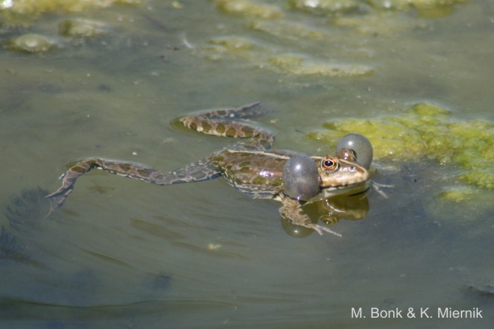 Plancia ëd Pelophylax ridibundus (Pallas 1771)