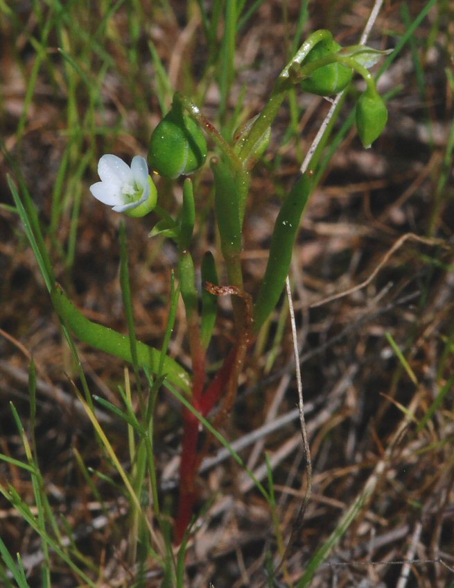 Image of narrowleaf minerslettuce