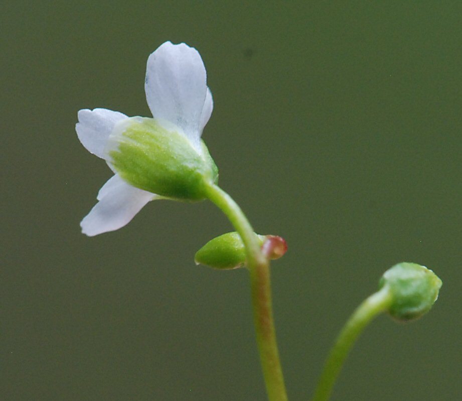 Image of narrowleaf minerslettuce