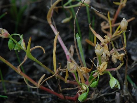 Image of narrowleaf minerslettuce