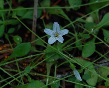 Image of littleleaf minerslettuce