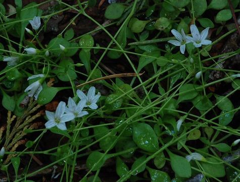 Image of littleleaf minerslettuce