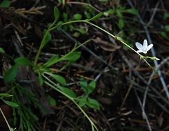 Montia parvifolia (Moc. ex DC.) Greene resmi