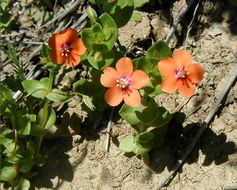 Lysimachia arvensis (L.) U. Manns & Anderb. resmi