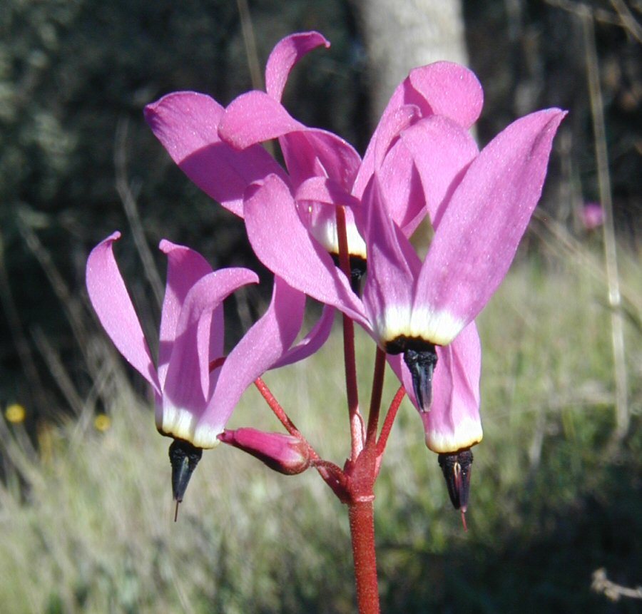 Imagem de Dodecatheon hendersonii A. Gray