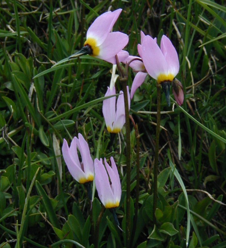 Image of alpine shootingstar