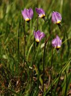 Image of alpine shootingstar