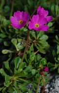 Primula suffrutescens A. Gray resmi